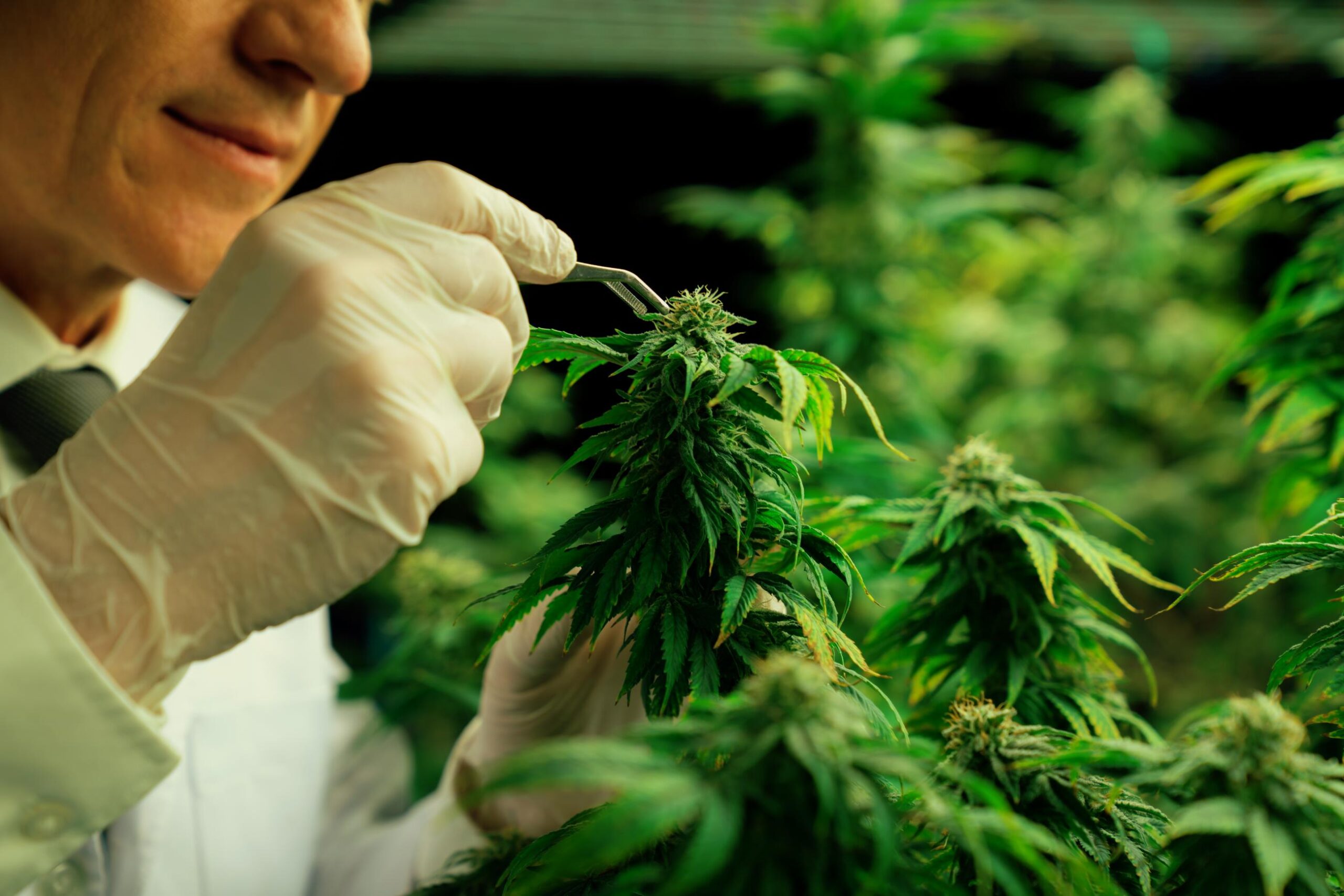 male and female marijuana