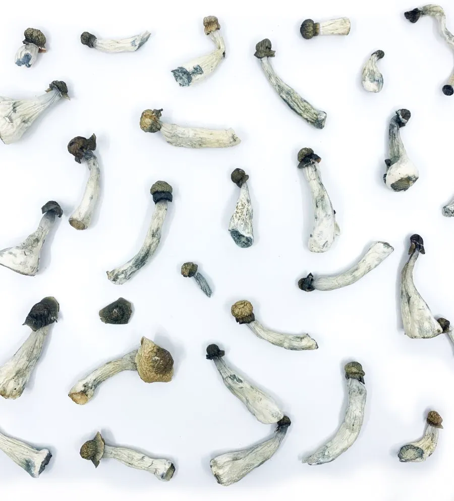 Azurescens-Mushrooms